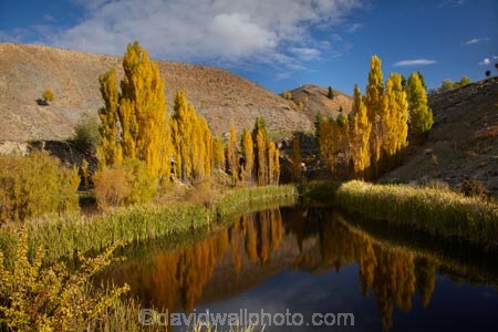 autuminal;autumn;autumn-colour;autumn-colours;autumnal;Bannockburn;briar-bush;briar-bushes;briars;calm;Central-Otago;color;colors;colour;colours;Cromwell;deciduous;fall;gold;golden;leaf;leaves;N.Z.;New-Zealand;NZ;Otago;placid;pond;ponds;poplar;poplar-tree;poplar-trees;poplars;quiet;reeds;reflection;reflections;rosehip;rosehips;S.I.;season;seasonal;seasons;serene;SI;smooth;South-Is;South-Island;Sth-Is;still;tranquil;tree;trees;water;yellow