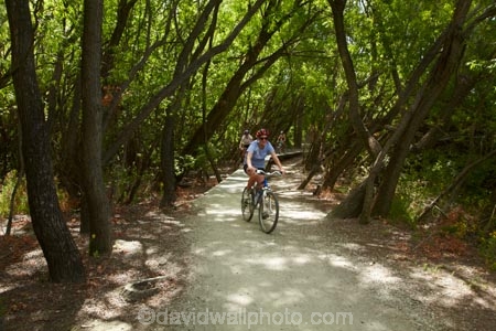 150th-Anniversary-track;Alexandra-_-Clyde-track;Alexandra-to-Clyde-track;bicycle;bicycles;bike;bikes;Central-Otago;Clutha-River-Track;Clyde-_-Alexandra-track;cycle;cycle-track;cycle-tracks;cycler;cyclers;cycles;cycleway;cycleways;cyclist;cyclists;mountain-bike;mountain-biker;mountain-bikers;mountain-bikes;mtn-bike;mtn-biker;mtn-bikers;mtn-bikes;N.Z.;New-Zealand;NZ;Otago;people;person;push-bike;push-bikes;push_bike;push_bikes;pushbike;pushbikes;recreation;S.I.;SI;South-Is;South-Island;Sth-Is;willow;willow-tree;willow-trees;willows