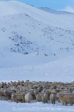 agricultural;agriculture;animal;animals;Central-Otago;cold;Coldness;country;countryside;crowd;crowded;Crowds;Daytime;domestic-stock;drove;droving;ewes;Exterior;extreme-weather;farm;farm-animals;farming;farmland;farms;field;fields;flock;flocks;freeze;freezing;herbivore;herbivores;herbivorous;herd;herds;high-country;Landscape;Landscapes;livestock;mammal;mammals;Maniototo;meadow;meadows;mob;mobs;muster;mustering;N.Z.;natural;Nature;New-Zealand;NZ;Otago;Outdoor;Outdoors;Outside;paddock;paddocks;pasture;pastures;Pig-Root-Highway;Pig-Root-Road;Pig-Route-Highway;Pig-Route-Road;Pigroot;Pigroot-Highway;Pigroot-Road;Pigroute;Pigroute-Highway;Pigroute-Road;rural;S.I.;Scenic;Scenics;Season;Seasons;SH-85;SH85;sheep;SI;snow;snowfall;snowy;South-Is;South-Is.;South-Island;State-Highway-85;State-Highway-Eighty-Five;Sth-Is;stock;The-Pig-Route;The-Pigroot;weather;white;winter;Wintertime;wintery;wintry