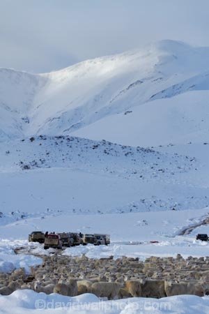 4wd;4wds;4wds;4x4;4x4s;4x4s;agricultural;agriculture;animal;animals;Central-Otago;cold;Coldness;country;countryside;crowd;crowded;Crowds;Daytime;domestic-stock;drove;droving;ewes;Exterior;extreme-weather;farm;farm-animals;farmer;farmers;farming;farmland;farms;field;fields;flock;flocks;four-by-four;four-by-fours;four-wheel-drive;four-wheel-drives;freeze;freezing;herbivore;herbivores;herbivorous;herd;herds;high-country;Landscape;Landscapes;livestock;mammal;mammals;Maniototo;meadow;meadows;mob;mobs;muster;mustering;N.Z.;natural;Nature;New-Zealand;NZ;Otago;Outdoor;Outdoors;Outside;paddock;paddocks;pasture;pastures;Pig-Root-Highway;Pig-Root-Road;Pig-Route-Highway;Pig-Route-Road;Pigroot;Pigroot-Highway;Pigroot-Road;Pigroute;Pigroute-Highway;Pigroute-Road;rural;S.I.;Scenic;Scenics;Season;Seasons;SH-85;SH85;sheep;SI;snow;snowfall;snowy;South-Is;South-Is.;South-Island;sports-utility-vehicle;sports-utility-vehicles;State-Highway-85;State-Highway-Eighty-Five;Sth-Is;stock;suv;suvs;The-Pig-Route;The-Pigroot;vehicle;vehicles;weather;white;winter;Wintertime;wintery;wintry