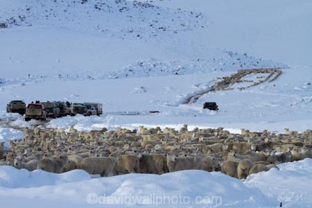 4wd;4wds;4wds;4x4;4x4s;4x4s;agricultural;agriculture;animal;animals;Central-Otago;cold;Coldness;country;countryside;crowd;crowded;Crowds;Daytime;domestic-stock;drove;droving;ewes;Exterior;extreme-weather;farm;farm-animals;farmer;farmers;farming;farmland;farms;field;fields;flock;flocks;four-by-four;four-by-fours;four-wheel-drive;four-wheel-drives;freeze;freezing;herbivore;herbivores;herbivorous;herd;herds;high-country;Landscape;Landscapes;livestock;mammal;mammals;Maniototo;meadow;meadows;mob;mobs;muster;mustering;N.Z.;natural;Nature;New-Zealand;NZ;Otago;Outdoor;Outdoors;Outside;paddock;paddocks;pasture;pastures;Pig-Root-Highway;Pig-Root-Road;Pig-Route-Highway;Pig-Route-Road;Pigroot;Pigroot-Highway;Pigroot-Road;Pigroute;Pigroute-Highway;Pigroute-Road;rural;S.I.;Scenic;Scenics;Season;Seasons;SH-85;SH85;sheep;SI;snow;snowfall;snowy;South-Is;South-Is.;South-Island;sports-utility-vehicle;sports-utility-vehicles;State-Highway-85;State-Highway-Eighty-Five;Sth-Is;stock;suv;suvs;The-Pig-Route;The-Pigroot;vehicle;vehicles;weather;white;winter;Wintertime;wintery;wintry