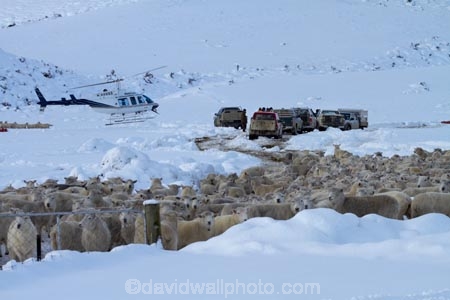 4wd;4wds;4wds;4x4;4x4s;4x4s;agricultural;agriculture;air-craft;aircraft;aircrafts;animal;animals;aviating;aviation;Central-Otago;chopper;choppers;cold;Coldness;country;countryside;crowd;crowded;Crowds;Daytime;domestic-stock;drove;droving;ewes;Exterior;extreme-weather;farm;farm-animals;farmer;farmers;farming;farmland;farms;field;fields;flock;flocks;four-by-four;four-by-fours;four-wheel-drive;four-wheel-drives;freeze;freezing;helicopter;helicopters;herbivore;herbivores;herbivorous;herd;herds;high-country;Landscape;Landscapes;livestock;mammal;mammals;Maniototo;meadow;meadows;mob;mobs;muster;mustering;N.Z.;natural;Nature;New-Zealand;NZ;Otago;Outdoor;Outdoors;Outside;paddock;paddocks;pasture;pastures;Pig-Root-Highway;Pig-Root-Road;Pig-Route-Highway;Pig-Route-Road;Pigroot;Pigroot-Highway;Pigroot-Road;Pigroute;Pigroute-Highway;Pigroute-Road;rural;S.I.;Scenic;Scenics;Season;Seasons;SH-85;SH85;sheep;SI;snow;snowfall;snowy;South-Is;South-Is.;South-Island;sports-utility-vehicle;sports-utility-vehicles;State-Highway-85;State-Highway-Eighty-Five;Sth-Is;stock;suv;suvs;The-Pig-Route;The-Pigroot;vehicle;vehicles;weather;white;winter;Wintertime;wintery;wintry