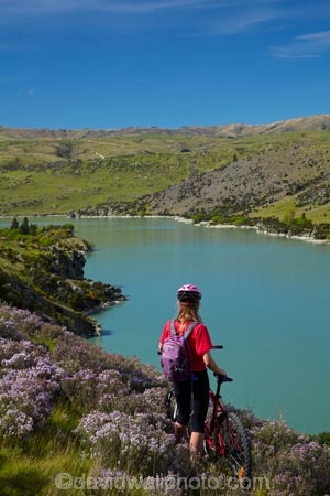 bicycle;bicycles;bike;bike-track;bike-tracks;bike-trail;bike-trails;bikes;Central-Otago;child;children;cycle;cycle-track;cycle-tracks;cycle-trail;cycle-trails;cycler;cyclers;cycles;cyclist;cyclists;girl;girls;lake;Lake-Roxburgh;lakes;mountain-bike;mountain-biker;mountain-bikers;mountain-bikes;mtn-bike;mtn-biker;mtn-bikers;mtn-bikes;N.Z.;New-Zealand;NZ;Otago;people;person;push-bike;push-bikes;push_bike;push_bikes;pushbike;pushbikes;Roxburgh;Roxburgh-Cycle-Track;Roxburgh-Cycle-Trail;Roxburgh-Gorge;Roxburgh-Gorge-Cycle-and-Walking-Trail;Roxburgh-Gorge-Cycle-Track;Roxburgh-Gorge-Cycle-Trail;Roxburgh-Gorge-Track;Roxburgh-Gorge-Trail;Roxburgh-Gorge-Walking-and-Cycle-Trail;S.I.;season;seasonal;seasons;SI;South-Is;South-Island;spring;spring-time;Sth-is;thyme;thyme-in-flower;tourism;tourist;tourists;violet;wild-thyme;young-girl;young-girls