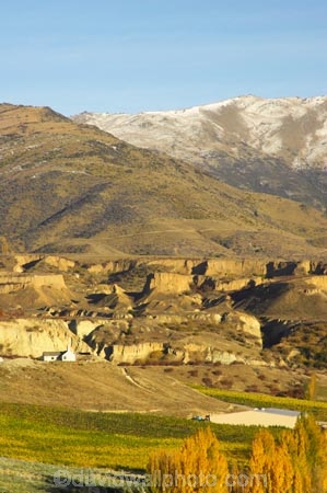 agricultural;agriculture;autuminal;autumn;autumnal;bannockburn;bannockburn-sluicings;central-otago;central-otago-vineyard;central-otago-vineyards;central-otago-wineries;central-otago-winery;color;colors;colour;colours;country;countryside;crop;crops;cultivation;deciduous;erosion;fall;farm;farming;farmland;farms;field;fields;gold-rush;gold-workings;grape;grapes;grapevine;horticulture;leaf;leaves;Mount-Difficulty;Mount-Difficulty-Vineyard;Mount-Difficulty-Winery;Mt-Difficulty;Mt-Difficulty-Vineyard;Mt-Difficulty-Winery;Mt.-Difficulty;Mt.-Difficulty-Vineyard;Mt.-Difficulty-Winery;new-zealand;poplar;poplar-tree;poplar-trees;poplars;row;rows;rural;sluicing;sluicings;south-island;tailing;tailings;tree;trees;vine;vines;vineyard;vineyards;vintage;wine;wineries;winery;wines