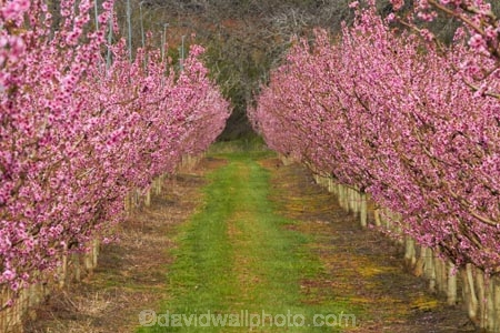 Alexandra;bloom;blooming;blooms;blossom;blossoming;blossoms;Central-Otago;country;countryside;crop;crops;Earnscleugh;farm;farming;farmland;farms;field;flower;flowering;flowers;fresh;fruit;fruit-tree;fruit-trees;grow;growth;horticulture;N.Z.;New-Zealand;NZ;orchard;orchards;Otago;pink;renew;row;rows;rural;S.I.;season;seasonal;seasons;SI;South-Is;South-Is.;South-Island;spring;spring-time;spring_time;springtime;Sth-Is;tree;trees