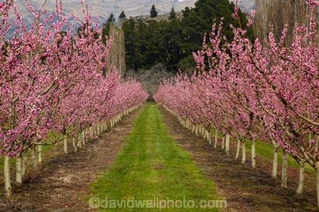 Alexandra;bloom;blooming;blooms;blossom;blossoming;blossoms;Central-Otago;country;countryside;crop;crops;Earnscleugh;farm;farming;farmland;farms;field;flower;flowering;flowers;fresh;fruit;fruit-tree;fruit-trees;grow;growth;horticulture;N.Z.;New-Zealand;NZ;orchard;orchards;Otago;pink;renew;row;rows;rural;S.I.;season;seasonal;seasons;SI;South-Is;South-Is.;South-Island;spring;spring-time;spring_time;springtime;Sth-Is;tree;trees