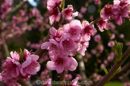 Alexandra;bloom;blooming;blooms;blossom;blossoming;blossoms;Central-Otago;country;countryside;crop;crops;Earnscleugh;farm;farming;farmland;farms;field;flower;flowering;flowers;fresh;fruit;fruit-tree;fruit-trees;grow;growth;horticulture;N.Z.;New-Zealand;NZ;orchard;orchards;Otago;pink;renew;row;rows;rural;S.I.;season;seasonal;seasons;SI;South-Is;South-Is.;South-Island;spring;spring-time;spring_time;springtime;Sth-Is;tree;trees