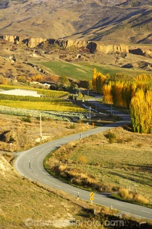 agricultural;agriculture;autuminal;autumn;autumnal;bannockburn;bannockburn-sluicings;bend;bends;central-otago;central-otago-vineyard;central-otago-vineyards;central-otago-wineries;central-otago-winery;color;colors;colour;colours;corner;corners;country;countryside;crop;crops;cultivation;deciduous;driving;erosion;fall;farm;farming;farmland;farms;field;fields;gold-rush;gold-workings;grape;grapes;grapevine;highway;highways;horticulture;leaf;leaves;Mount-Difficulty;Mount-Difficulty-Vineyard;Mount-Difficulty-Winery;Mt-Difficulty;Mt-Difficulty-Vineyard;Mt-Difficulty-Winery;Mt.-Difficulty;Mt.-Difficulty-Vineyard;Mt.-Difficulty-Winery;new-zealand;open-road;open-roads;poplar;poplar-tree;poplar-trees;poplars;road;road-trip;roads;row;rows;rural;sluicing;sluicings;south-island;straight;tailing;tailings;transport;transportation;travel;traveling;travelling;tree;trees;trip;vine;vines;vineyard;vineyards;vintage;wine;wineries;winery;wines