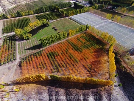 aerial;Aerial-drone;Aerial-drones;aerial-image;aerial-images;aerial-photo;aerial-photograph;aerial-photographs;aerial-photography;aerial-photos;aerial-view;aerial-views;aerials;autuminal;autumn;autumn-colour;autumn-colours;autumnal;Bannockburn;Central-Otago;color;colors;colour;colours;country;countryside;Cromwell;crop;crops;deciduous;Drone;Drones;emotely-operated-aircraft;fall;farm;farming;farmland;farms;field;fruit;fruit-tree;fruit-trees;gold;golden;horticulture;leaf;leaves;N.Z.;New-Zealand;NZ;orange;orchard;orchards;Otago;poplar;poplar-tree;poplar-trees;poplars;Quadcopter;Quadcopters;remote-piloted-aircraft-systems;remotely-piloted-aircraft;remotely-piloted-aircrafts;ROA;row;rows;RPA;RPAS;rural;S.I.;season;seasonal;seasons;SI;South-Is;South-Island;Sth-Is;tree;trees;U.A.V.;UA;UAS;UAV;UAVs;Unmanned-aerial-vehicle;unmanned-aircraft;unpiloted-aerial-vehicle;unpiloted-aerial-vehicles;unpiloted-air-system;yellow