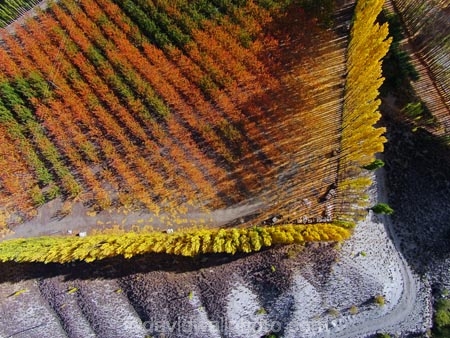 aerial;Aerial-drone;Aerial-drones;aerial-image;aerial-images;aerial-photo;aerial-photograph;aerial-photographs;aerial-photography;aerial-photos;aerial-view;aerial-views;aerials;autuminal;autumn;autumn-colour;autumn-colours;autumnal;Bannockburn;Central-Otago;color;colors;colour;colours;country;countryside;Cromwell;crop;crops;deciduous;Drone;Drones;emotely-operated-aircraft;fall;farm;farming;farmland;farms;field;fruit;fruit-tree;fruit-trees;gold;golden;horticulture;leaf;leaves;N.Z.;New-Zealand;NZ;orange;orchard;orchards;Otago;poplar;poplar-tree;poplar-trees;poplars;Quadcopter;Quadcopters;remote-piloted-aircraft-systems;remotely-piloted-aircraft;remotely-piloted-aircrafts;ROA;row;rows;RPA;RPAS;rural;S.I.;season;seasonal;seasons;SI;South-Is;South-Island;Sth-Is;tree;trees;U.A.V.;UA;UAS;UAV;UAVs;Unmanned-aerial-vehicle;unmanned-aircraft;unpiloted-aerial-vehicle;unpiloted-aerial-vehicles;unpiloted-air-system;yellow
