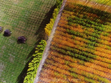 aerial;Aerial-drone;Aerial-drones;aerial-image;aerial-images;aerial-photo;aerial-photograph;aerial-photographs;aerial-photography;aerial-photos;aerial-view;aerial-views;aerials;autuminal;autumn;autumn-colour;autumn-colours;autumnal;Bannockburn;Central-Otago;color;colors;colour;colours;country;countryside;Cromwell;crop;crops;deciduous;Drone;Drones;emotely-operated-aircraft;fall;farm;farming;farmland;farms;field;fruit;fruit-tree;fruit-trees;gold;golden;horticulture;leaf;leaves;N.Z.;New-Zealand;NZ;orange;orchard;orchards;Otago;poplar;poplar-tree;poplar-trees;poplars;Quadcopter;Quadcopters;remote-piloted-aircraft-systems;remotely-piloted-aircraft;remotely-piloted-aircrafts;ROA;row;rows;RPA;RPAS;rural;S.I.;season;seasonal;seasons;SI;South-Is;South-Island;Sth-Is;tree;trees;U.A.V.;UA;UAS;UAV;UAVs;Unmanned-aerial-vehicle;unmanned-aircraft;unpiloted-aerial-vehicle;unpiloted-aerial-vehicles;unpiloted-air-system;yellow