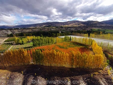 aerial;Aerial-drone;Aerial-drones;aerial-image;aerial-images;aerial-photo;aerial-photograph;aerial-photographs;aerial-photography;aerial-photos;aerial-view;aerial-views;aerials;autuminal;autumn;autumn-colour;autumn-colours;autumnal;Bannockburn;Central-Otago;color;colors;colour;colours;country;countryside;Cromwell;crop;crops;deciduous;Drone;Drones;emotely-operated-aircraft;fall;farm;farming;farmland;farms;field;fruit;fruit-tree;fruit-trees;gold;golden;horticulture;leaf;leaves;N.Z.;New-Zealand;NZ;orange;orchard;orchards;Otago;poplar;poplar-tree;poplar-trees;poplars;Quadcopter;Quadcopters;remote-piloted-aircraft-systems;remotely-piloted-aircraft;remotely-piloted-aircrafts;ROA;row;rows;RPA;RPAS;rural;S.I.;season;seasonal;seasons;SI;South-Is;South-Island;Sth-Is;tree;trees;U.A.V.;UA;UAS;UAV;UAVs;Unmanned-aerial-vehicle;unmanned-aircraft;unpiloted-aerial-vehicle;unpiloted-aerial-vehicles;unpiloted-air-system;yellow