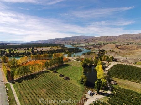 aerial;Aerial-drone;Aerial-drones;aerial-image;aerial-images;aerial-photo;aerial-photograph;aerial-photographs;aerial-photography;aerial-photos;aerial-view;aerial-views;aerials;autuminal;autumn;autumn-colour;autumn-colours;autumnal;Bannockburn;Central-Otago;color;colors;colour;colours;country;countryside;Cromwell;crop;crops;deciduous;Drone;Drones;emotely-operated-aircraft;fall;farm;farming;farmland;farms;field;fruit;fruit-tree;fruit-trees;gold;golden;horticulture;leaf;leaves;N.Z.;New-Zealand;NZ;orange;orchard;orchards;Otago;Quadcopter;Quadcopters;remote-piloted-aircraft-systems;remotely-piloted-aircraft;remotely-piloted-aircrafts;ROA;row;rows;RPA;RPAS;rural;S.I.;season;seasonal;seasons;SI;South-Is;South-Island;Sth-Is;tree;trees;U.A.V.;UA;UAS;UAV;UAVs;Unmanned-aerial-vehicle;unmanned-aircraft;unpiloted-aerial-vehicle;unpiloted-aerial-vehicles;unpiloted-air-system;yellow
