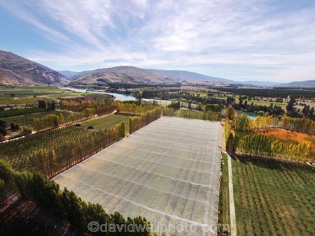 aerial;Aerial-drone;Aerial-drones;aerial-image;aerial-images;aerial-photo;aerial-photograph;aerial-photographs;aerial-photography;aerial-photos;aerial-view;aerial-views;aerials;autuminal;autumn;autumn-colour;autumn-colours;autumnal;Bannockburn;Central-Otago;color;colors;colour;colours;country;countryside;Cromwell;crop;crops;deciduous;Drone;Drones;emotely-operated-aircraft;fall;farm;farming;farmland;farms;field;fruit;fruit-tree;fruit-trees;gold;golden;horticulture;leaf;leaves;N.Z.;New-Zealand;NZ;orange;orchard;orchards;Otago;Quadcopter;Quadcopters;remote-piloted-aircraft-systems;remotely-piloted-aircraft;remotely-piloted-aircrafts;ROA;row;rows;RPA;RPAS;rural;S.I.;season;seasonal;seasons;SI;South-Is;South-Island;Sth-Is;tree;trees;U.A.V.;UA;UAS;UAV;UAVs;Unmanned-aerial-vehicle;unmanned-aircraft;unpiloted-aerial-vehicle;unpiloted-aerial-vehicles;unpiloted-air-system;yellow