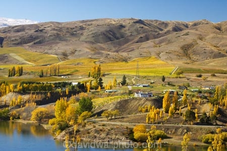 agricultural;agriculture;autuminal;autumn;Autumn-Colours;autumnal;Bannockburn-Inlet;cairnmuir-campground;cairnmuir-mountains;cairnmuir-range;campground;campgrounds;camping-ground;camping-grounds;Central-Otago;central-otago-vineyard;central-otago-vineyards;central-otago-wineries;central-otago-winery;color;colors;colour;colours;country;countryside;cromwell;crop;crops;cultivation;deciduous;fall;farm;farming;farmland;farms;field;fields;gold;golden;grape;grapes;grapevine;horticulture;kawarau-arm;lake;lake-dunstan;lakes;leaf;leaves;New-Zealand;poplar;poplar-tree;poplar-trees;poplars;row;rows;rural;south-island;tree;trees;vine;vines;vineyard;vineyards;vintage;water;wine;wineries;winery;wines;yellow