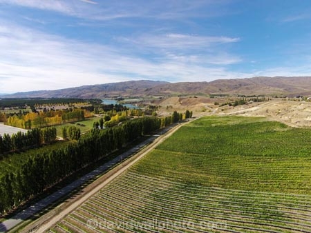 aerial;Aerial-drone;Aerial-drones;aerial-image;aerial-images;aerial-photo;aerial-photograph;aerial-photographs;aerial-photography;aerial-photos;aerial-view;aerial-views;aerials;agricultural;agriculture;Bannockburn;Central-Otago;Central-Otago-Vineyards;country;countryside;Cromwell;crop;crops;cultivation;Drone;Drones;emotely-operated-aircraft;farm;farming;farmland;farms;field;fields;grape;grapes;grapevine;horticulture;N.Z.;New-Zealand;NZ;Otago;poplar;poplar-tree;poplar-trees;poplars;Quadcopter;Quadcopters;remote-piloted-aircraft-systems;remotely-piloted-aircraft;remotely-piloted-aircrafts;ROA;row;rows;RPA;RPAS;rural;S.I.;SI;South-Is;South-Island;Sth-Is;U.A.V.;UA;UAS;UAV;UAVs;Unmanned-aerial-vehicle;unmanned-aircraft;unpiloted-aerial-vehicle;unpiloted-aerial-vehicles;unpiloted-air-system;vine;vines;vineyard;vineyards;vintage;wine;wineries;winery;wines