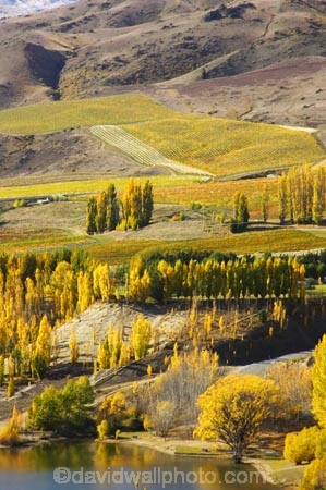 agricultural;agriculture;autuminal;autumn;Autumn-Colours;autumnal;Bannockburn-Inlet;cairnmuir-campground;cairnmuir-mountains;cairnmuir-range;campground;campgrounds;camping-ground;camping-grounds;Central-Otago;central-otago-vineyard;central-otago-vineyards;central-otago-wineries;central-otago-winery;color;colors;colour;colours;country;countryside;cromwell;crop;crops;cultivation;deciduous;fall;farm;farming;farmland;farms;field;fields;gold;golden;grape;grapes;grapevine;horticulture;kawarau-arm;lake;lake-dunstan;lakes;leaf;leaves;New-Zealand;poplar;poplar-tree;poplar-trees;poplars;row;rows;rural;south-island;tree;trees;vine;vines;vineyard;vineyards;vintage;water;wine;wineries;winery;wines;yellow