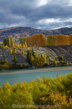 approaching-storm;approaching-storms;autuminal;autumn;autumn-colour;autumn-colours;autumnal;Bannockburn;black-cloud;black-clouds;Central-Otago;cloud;clouds;cloudy;color;colors;colour;colours;Cromwell;dark-cloud;dark-clouds;deciduous;fall;gold;golden;gray-cloud;gray-clouds;grey-cloud;grey-clouds;Kawarau-Arm;Kawarau-River;lake;Lake-Dunstan;lakes;leaf;leaves;N.Z.;New-Zealand;NZ;Otago;poplar;poplar-tree;poplar-trees;poplars;rain-cloud;rain-clouds;rain-storm;rain-storms;river;rivers;S.I.;season;seasonal;seasons;SI;South-Is;South-Island;Sth-Is;storm;storm-cloud;storm-clouds;storms;thunder-storm;thunder-storms;thunderstorm;thunderstorms;tree;trees;weather;yellow