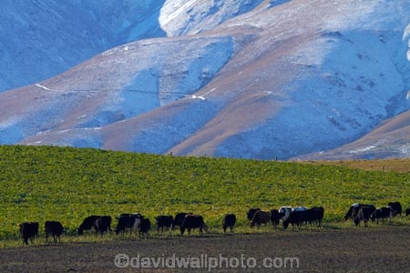 agricultural;agriculture;alp;alpine;alps;altitude;animal;animals;cattle;Central-Otago;cold;Coldness;country;countryside;cow;cows;dairy;dairy-cow;dairy-cows;dairy-farm;dairy-farms;electric-fence;electric-fences;extreme-weather;farm;farming;farmland;farms;field;fields;freeze;freezing;Herbivore;Herbivores;Herbivorous;high-altitude;Kakanui-Mountains;Kyeburn;Livestock;mammal;mammals;Maniototo;meadow;meadows;mount;mountain;mountain-peak;mountainous;mountains;mountainside;mt;N.Z.;New-Zealand;NZ;Otago;paddock;paddocks;pasture;pastures;Ranfurly;range;ranges;rural;S.I.;Scenic;Scenics;Season;Seasons;SI;snow;snow-capped;snow_capped;snowcapped;snowy;South-Is;South-Is.;South-Island;Sth-Is;stock;weather;White;winter;winter-crop;winter-crops;winter-feed;Wintertime;wintery;wintry