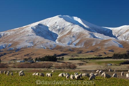 agricultural;agriculture;alp;alpine;alps;altitude;animal;animals;Central-Otago;cold;Coldness;country;countryside;domestic-stock;ewes;extreme-weather;farm;farm-animals;farming;farms;field;fields;flock;flocks;freeze;freezing;herbivore;herbivores;herbivorous;herd;herds;high-altitude;Kakanui-Mountains;Kakanui-Mtns;Kyeburn;livestock;mammal;mammals;Maniototo;meadow;meadows;mount;mountain;mountain-peak;mountainous;mountains;mountainside;mt;N.Z.;New-Zealand;nz;Otago;outdoor;outdoors;outside;paddock;paddocks;pasture;pastures;peak;peaks;Ranfurly;range;ranges;rural;S.I.;Scenic;Scenics;Season;Seasons;Sheep;SI;snow;snow-capped;snow_capped;snowcapped;snowy;South-Is;South-Is.;South-Island;Sth-Is;stock;weather;White;winter;Wintertime;wintery;wintry
