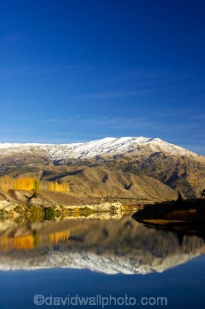 autuminal;autumn;autumnal;Bannockburn;Central-Otago;color;colors;colour;colours;cromwell;deciduous;fall;gold;golden;kawarau-arm;lake;Lake-Dunstan;lakes;leaf;leaves;Mount-Difficulty;Mt-Difficulty;Mt.-Difficulty;New-Zealand;poplar;poplar-tree;poplar-trees;poplars;reflection;reflections;snow;snowy;South-Island;tree;trees;water;yellow