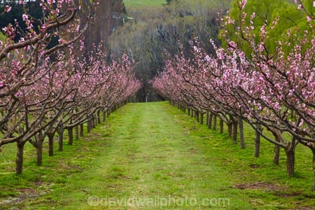 Alexandra;bloom;blooming;blooms;blossom;blossoming;blossoms;Central-Otago;crop;Earnscleugh;farm;farming;farms;flower;flowering;flowers;fruit-tree;fruit-trees;horticulture;N.Z.;New-Zealand;NZ;orchard;orchards;Otago;pink;pink-blossom;row;rows;rural;S.I.;season;seasonal;seasons;SI;South-Is;South-Island;spring;spring-time;springtime;Sth-Is