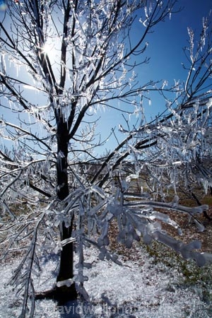 Alexandra;Central-Otago;crop;farm;farming;farms;frost-fighting;fruit-tree;fruit-trees;horticulture;ice;icicle;Icicles;icy;N.Z.;New-Zealand;NZ;orchard;orchard-tree;orchards;Otago;rural;S.I.;SI;South-Is;South-Island;spring;spring-time;spring_time;springtime;sprinklers;Sth-Is