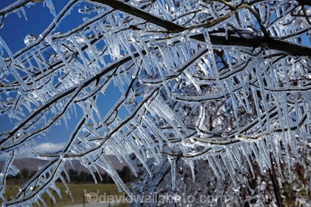 Alexandra;Central-Otago;crop;farm;farming;farms;frost-fighting;fruit-tree;fruit-trees;horticulture;ice;icicle;Icicles;icy;N.Z.;New-Zealand;NZ;orchard;orchard-tree;orchards;Otago;rural;S.I.;SI;South-Is;South-Island;spring;spring-time;spring_time;springtime;sprinklers;Sth-Is