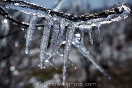 Alexandra;Central-Otago;crop;farm;farming;farms;frost-fighting;fruit-tree;fruit-trees;horticulture;ice;icicle;Icicles;icy;N.Z.;New-Zealand;NZ;orchard;orchard-tree;orchards;Otago;rural;S.I.;SI;South-Is;South-Island;spring;spring-time;spring_time;springtime;sprinklers;Sth-Is