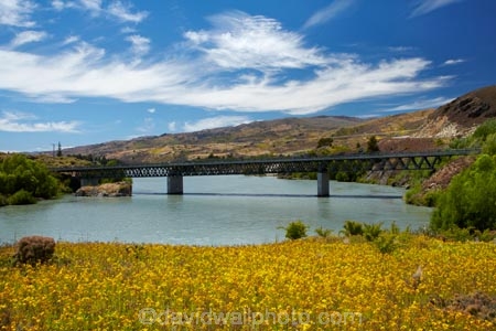 Banniockburn-Bridge;Bannockburn;bridge;bridges;Central-Otago;Kawarau-Arm;lake;Lake-Dunstan;lakes;N.Z.;New-Zealand;NZ;Otago;S.I.;SI;South-Is;South-Island;Sth-Is;yellow-flowers;yellow-weed;yellow-weeds