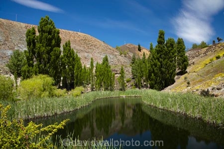 Bannockburn;Central-Otago;N.Z.;New-Zealand;NZ;Otago;Pond;ponds;poplar-trees;poplars;reeds;S.I.;SI;South-Is;South-Island;Sth-Is;summer;tree