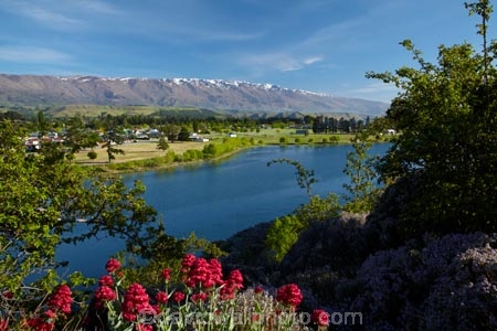 Central-Otago;Cromwell;flower;flowers;lake;Lake-Dunstan;lakes;N.Z.;New-Zealand;NZ;Otago;pink;S.I.;SI;snow;South-Is;South-Island;spring;spring-flowers;spring-time;springtime;Sth-Is;valerian-flowers;valerians