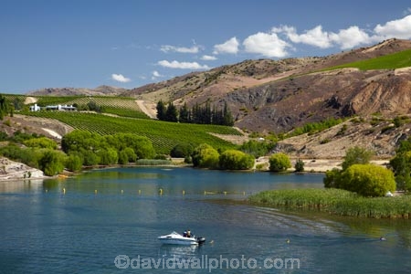 agricultural;agriculture;Bannockburn;Bannockburn-Inlet;boat;boats;Central-Otago;Central-Otago-Vineyard;Central-Otago-Vineyards;country;countryside;crop;crops;cultivation;farm;farming;farmland;farms;field;fields;grape;grapes;grapevine;horticulture;Kawarau-Arm;lake;Lake-Dunstan;lakes;N.Z.;New-Zealand;NZ;Otago;pleasure-boat;pleasure-boats;pleasure-craft;power-boat;power-boats;row;rows;rural;S.I.;SI;South-Is;South-Island;speed-boat;speed-boats;Sth-Is;summer;vine;vines;vineyard;vineyards;vintage;water-craft;wine;wineries;winery;wines