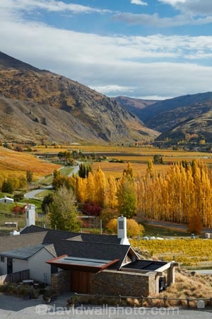 agricultural;agriculture;autuminal;autumn;autumn-colour;autumn-colours;autumnal;Bannockburn;bar;bars;cafe;cafes;Central-Otago;central-otago-vineyard;central-otago-vineyards;central-otago-wineries;central-otago-winery;color;colors;colour;colours;country;countryside;crop;crops;cuisine;cultivation;deciduous;dine;dining;fall;farm;farming;farmland;farms;field;fields;food;gold;golden;grape;grapes;grapevine;horticulture;leaf;leaves;Mt-Difficulty;Mt-Difficulty-Cafe;Mt-Difficulty-Restaurant;Mt-Difficulty-Tasting-Room;Mt-Difficulty-Vineyard;Mt-Difficulty-Winery;Mt-Difficulty-Wines;Mt-Difficulty-Wines-Tasting-Room;N.Z.;new-zealand;NZ;Otago;poplar;poplar-tree;poplar-trees;poplars;restaurant;restaurants;row;rows;rural;S.I.;season;seasonal;seasons;SI;South-Island;Sth-Is;Sth-Is.;The-Winery-Restaurant;tree;trees;vine;vines;vineyard;vineyards;vintage;wine;wineage;wineries;winery;wines;yellow