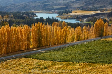 agricultural;agriculture;autuminal;autumn;autumn-colour;autumn-colours;autumnal;Bannockburn;Central-Otago;central-otago-vineyard;central-otago-vineyards;central-otago-wineries;central-otago-winery;color;colors;colour;colours;country;countryside;crop;crops;cultivation;deciduous;fall;farm;farming;farmland;farms;Felton-Rd;Felton-Road;field;fields;gold;golden;grape;grapes;grapevine;horticulture;Kawarau-Arm;Lake-Dunstan;leaf;leaves;Mount-Difficulty-Vineyard;Mount-Difficulty-Vineyards;Mount-Difficulty-Winery;Mount-Difficulty-Wines;Mt-Difficulty-Vineyard;Mt-Difficulty-Vineyards;Mt-Difficulty-Winery;Mt-Difficulty-Wines;Mt.-Difficulty-Vineyard;Mt.-Difficulty-Vineyards;Mt.-Difficulty-Winery;Mt.-Difficulty-Wines;N.Z.;near-Cromwell;New-Zealand;NZ;Otago;poplar;poplar-tree;poplar-trees;poplars;row;rows;rural;S.I.;season;seasonal;seasons;SI;South-Is.;South-Island;Sth-Is;Sth-Is.;tree;trees;vine;vines;vineyard;vineyards;vintage;wine;wineage;wineries;winery;wines;yellow