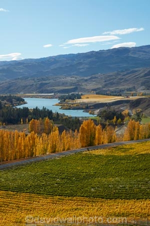 agricultural;agriculture;autuminal;autumn;autumn-colour;autumn-colours;autumnal;Bannockburn;Central-Otago;central-otago-vineyard;central-otago-vineyards;central-otago-wineries;central-otago-winery;color;colors;colour;colours;country;countryside;crop;crops;cultivation;deciduous;fall;farm;farming;farmland;farms;Felton-Rd;Felton-Road;field;fields;gold;golden;grape;grapes;grapevine;horticulture;Kawarau-Arm;Lake-Dunstan;leaf;leaves;Mount-Difficulty-Vineyard;Mount-Difficulty-Vineyards;Mount-Difficulty-Winery;Mount-Difficulty-Wines;Mt-Difficulty-Vineyard;Mt-Difficulty-Vineyards;Mt-Difficulty-Winery;Mt-Difficulty-Wines;Mt.-Difficulty-Vineyard;Mt.-Difficulty-Vineyards;Mt.-Difficulty-Winery;Mt.-Difficulty-Wines;N.Z.;near-Cromwell;New-Zealand;NZ;Otago;poplar;poplar-tree;poplar-trees;poplars;row;rows;rural;S.I.;season;seasonal;seasons;SI;South-Is.;South-Island;Sth-Is;Sth-Is.;tree;trees;vine;vines;vineyard;vineyards;vintage;wine;wineage;wineries;winery;wines;yellow