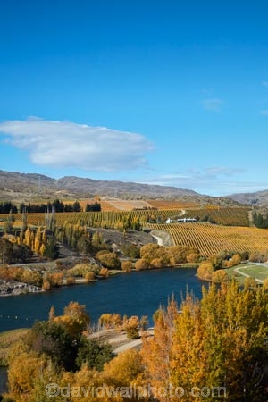 agricultural;agriculture;autuminal;autumn;autumn-colour;autumn-colours;autumnal;Bannockburn;Bannockburn-Inlet;cairnmuir-mountains;cairnmuir-range;Central-Otago;central-otago-vineyard;central-otago-vineyards;central-otago-wineries;central-otago-winery;color;colors;colour;colours;country;countryside;cromwell;crop;crops;cultivation;deciduous;fall;farm;farming;farmland;farms;field;fields;gold;golden;grape;grapes;grapevine;horticulture;kawarau-arm;lake;Lake-Dunstan;lakes;leaf;leaves;N.Z.;New-Zealand;NZ;Otago;poplar;poplar-tree;poplar-trees;poplars;row;rows;rural;S.I.;season;seasonal;seasons;SI;south-island;Sth-Is;Sth-Is.;tree;trees;vine;vines;vineyard;vineyards;vintage;water;wine;wineries;winery;wines;yellow
