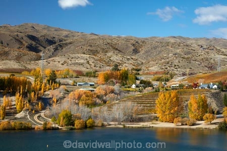 agricultural;agriculture;autuminal;autumn;autumn-colour;autumn-colours;autumnal;Bannockburn;Bannockburn-Inlet;cairnmuir-mountains;cairnmuir-range;Central-Otago;central-otago-vineyard;central-otago-vineyards;central-otago-wineries;central-otago-winery;color;colors;colour;colours;country;countryside;cromwell;crop;crops;cultivation;deciduous;fall;farm;farming;farmland;farms;field;fields;gold;golden;grape;grapes;grapevine;horticulture;kawarau-arm;lake;Lake-Dunstan;lakes;leaf;leaves;N.Z.;New-Zealand;NZ;Otago;poplar;poplar-tree;poplar-trees;poplars;row;rows;rural;S.I.;season;seasonal;seasons;SI;south-island;Sth-Is;Sth-Is.;tree;trees;vine;vines;vineyard;vineyards;water;wineries;winery;yellow