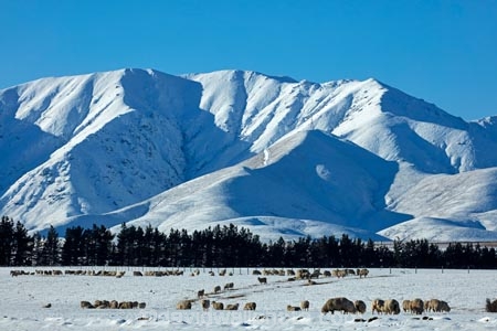 agricultural;agriculture;animal;animals;Aotearoa;Central-Otago;cold;Coldness;country;countryside;domestic-stock;ewes;Exterior;extreme-weather;farm;farm-animals;farming;farmland;farms;field;fields;flock;flocks;freeze;freezing;Hawkdun-Ra;Hawkdun-Range;herd;herds;high-country;hill;hills;Ida-Ra;Ida-Range;Ida-Valley;Idaburn;Landscape;Landscapes;livestock;mammal;mammals;Maniototo;meadow;meadows;mob;mobs;Mount-Ida;mountain;mountains;Mt-Ida;Mt.-Ida;N.Z.;natural;Nature;New-Zealand;NZ;Otago;Oturehua;Outdoor;Outdoors;Outside;paddock;paddocks;pasture;pastures;rural;S.I.;Scenic;Scenics;Season;Seasons;sheep;SI;snow;snowfall;snowy;snowy-hills;snowy-mountains;South-Is;South-Is.;South-Island;Sth-Is;stock;weather;white;winter;Wintertime;wintery;wintry