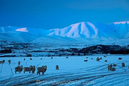 agricultural;agriculture;animal;animals;Aotearoa;Central-Otago;cold;Coldness;country;countryside;domestic-stock;ewes;Exterior;extreme-weather;farm;farm-animals;farming;farmland;farms;field;fields;flock;flocks;freeze;freezing;Hawkdun-Ra;Hawkdun-Range;herd;herds;high-country;hill;hills;Ida-Ra;Ida-Range;Ida-Valley;Idaburn;Landscape;Landscapes;livestock;mammal;mammals;Maniototo;meadow;meadows;mob;mobs;Mount-Ida;mountain;mountains;Mt-Ida;Mt.-Ida;N.Z.;natural;Nature;New-Zealand;NZ;Otago;Oturehua;Outdoor;Outdoors;Outside;paddock;paddocks;pasture;pastures;rural;S.I.;Scenic;Scenics;Season;Seasons;sheep;SI;snow;snowfall;snowy;snowy-hills;snowy-mountains;South-Is;South-Is.;South-Island;Sth-Is;stock;weather;white;winter;Wintertime;wintery;wintry