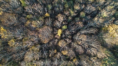 aerial;Aerial-drone;Aerial-drones;aerial-image;aerial-images;aerial-photo;aerial-photograph;aerial-photographs;aerial-photography;aerial-photos;aerial-view;aerial-views;aerials;autuminal;autumn;autumn-colour;autumn-colours;autumnal;Central-Otago;color;colors;colour;colours;deciduous;Drone;Drones;fall;forest;forests;gold;golden;leaf;leaves;Manuka-Gorge;N.Z.;New-Zealand;NZ;Otago;Quadcopter-aerial;Quadcopters-aerials;road;road-trip;roads;S.I.;season;seasonal;seasons;SH8;SI;South-Is;South-Island;Sth-Is;sycamore-tree;sycamore-trees;tree;trees;U.A.V.-aerial;UAV-aerials;yellow