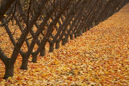 autuminal;autumn;autumn-colour;autumn-colours;autumnal;Central-Otago;color;colors;colour;colours;country;countryside;Cromwell;crop;crops;deciduous;fall;farm;farming;farmland;farms;field;fruit;fruit-tree;fruit-trees;golden;horticulture;leaf;leaves;N.Z.;New-Zealand;NZ;orchard;orchards;Otago;row;rows;rural;S.I.;season;seasonal;seasons;SI;South-Island;tree;trees;yellow