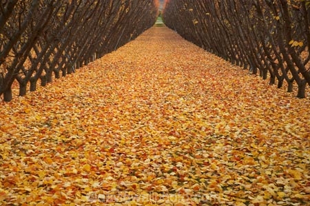 autuminal;autumn;autumn-colour;autumn-colours;autumnal;Central-Otago;color;colors;colour;colours;country;countryside;Cromwell;crop;crops;deciduous;fall;farm;farming;farmland;farms;field;fruit;fruit-tree;fruit-trees;golden;horticulture;leaf;leaves;N.Z.;New-Zealand;NZ;orchard;orchards;Otago;row;rows;rural;S.I.;season;seasonal;seasons;SI;South-Island;tree;trees;yellow