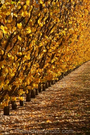 autuminal;autumn;autumn-colour;autumn-colours;autumnal;Central-Otago;color;colors;colour;colours;country;countryside;Cromwell;crop;crops;deciduous;fall;farm;farming;farmland;farms;field;fruit;fruit-tree;fruit-trees;golden;horticulture;leaf;leaves;N.Z.;New-Zealand;NZ;orchard;orchards;Otago;row;rows;rural;S.I.;season;seasonal;seasons;SI;South-Island;tree;trees;yellow