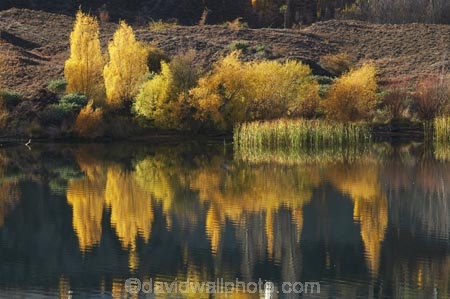 autuminal;autumn;autumn-colour;autumn-colours;autumnal;Bannockburn;Bannockburn-Inlet;calm;Central-Otago;color;colors;colour;colours;deciduous;fall;golden;lake;Lake-Dunstan;lakes;leaf;leaves;N.Z.;New-Zealand;NZ;Otago;placid;quiet;reed;reeds;reflection;reflections;S.I.;season;seasonal;seasons;serene;SI;smooth;South-Island;still;tranquil;tree;trees;water;willow;willow-tree;willow-trees;willows;yellow