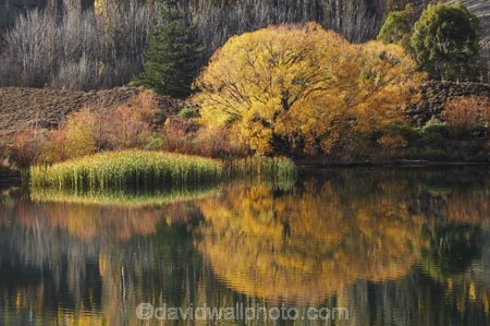 autuminal;autumn;autumn-colour;autumn-colours;autumnal;Bannockburn;Bannockburn-Inlet;calm;Central-Otago;color;colors;colour;colours;deciduous;fall;golden;lake;Lake-Dunstan;lakes;leaf;leaves;N.Z.;New-Zealand;NZ;Otago;placid;quiet;reed;reeds;reflection;reflections;S.I.;season;seasonal;seasons;serene;SI;smooth;South-Island;still;tranquil;tree;trees;water;willow;willow-tree;willow-trees;willows;yellow