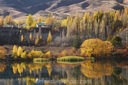 autuminal;autumn;autumn-colour;autumn-colours;autumnal;Bannockburn;Bannockburn-Inlet;calm;Central-Otago;color;colors;colour;colours;deciduous;fall;golden;lake;Lake-Dunstan;lakes;leaf;leaves;N.Z.;New-Zealand;NZ;Otago;placid;quiet;reed;reeds;reflection;reflections;S.I.;season;seasonal;seasons;serene;SI;smooth;South-Island;still;tranquil;tree;trees;water;willow;willow-tree;willow-trees;willows;yellow