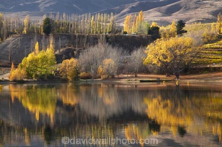 autuminal;autumn;autumn-colour;autumn-colours;autumnal;Bannockburn;Bannockburn-Inlet;calm;Central-Otago;color;colors;colour;colours;deciduous;fall;golden;lake;Lake-Dunstan;lakes;leaf;leaves;N.Z.;New-Zealand;NZ;Otago;placid;quiet;reflection;reflections;S.I.;season;seasonal;seasons;serene;SI;smooth;South-Island;still;tranquil;tree;trees;water;willow;willow-tree;willow-trees;willows;yellow