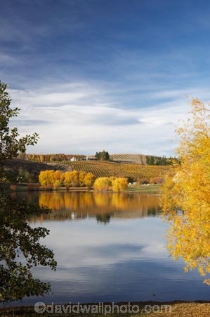 agricultural;agriculture;autuminal;autumn;autumn-colour;autumn-colours;autumnal;Bannockburn;Bannockburn-Inlet;calm;Central-Otago;central-otago-vineyard;central-otago-vineyards;central-otago-wineries;central-otago-winery;color;colors;colour;colours;country;countryside;crop;crops;cultivation;deciduous;fall;farm;farming;farmland;farms;field;fields;golden;grape;grapes;grapevine;horticulture;lake;Lake-Dunstan;lakes;leaf;leaves;N.Z.;new-zealand;NZ;Otago;placid;quiet;reflection;reflections;row;rows;rural;S.I.;season;seasonal;seasons;serene;SI;smooth;South-Island;still;tranquil;tree;trees;vine;vines;vineyard;vineyards;vintage;water;willow;willow-tree;willow-trees;willows;wineage;wineries;winery;wines;yellow
