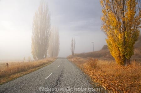 autuminal;autumn;autumn-colour;autumn-colours;autumnal;Central-Otago;centre-line;centre-lines;centre_line;centre_lines;centreline;centrelines;color;colors;colour;colours;deciduous;driving;fall;fog;foggy;fogs;highway;highways;leaf;leaves;Lowburn;mist;mists;misty;N.Z.;New-Zealand;NZ;open-road;open-roads;Otago;poplar;poplar-tree;poplar-trees;poplars;road;road-trip;roads;S.I.;season;seasonal;seasons;SI;South-Island;transport;transportation;travel;traveling;travelling;tree;trees;trip